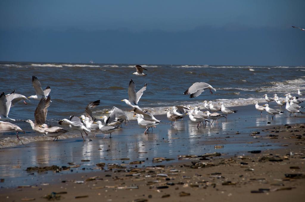 Appartamento Berrie'S Sea View Zandvoort Esterno foto